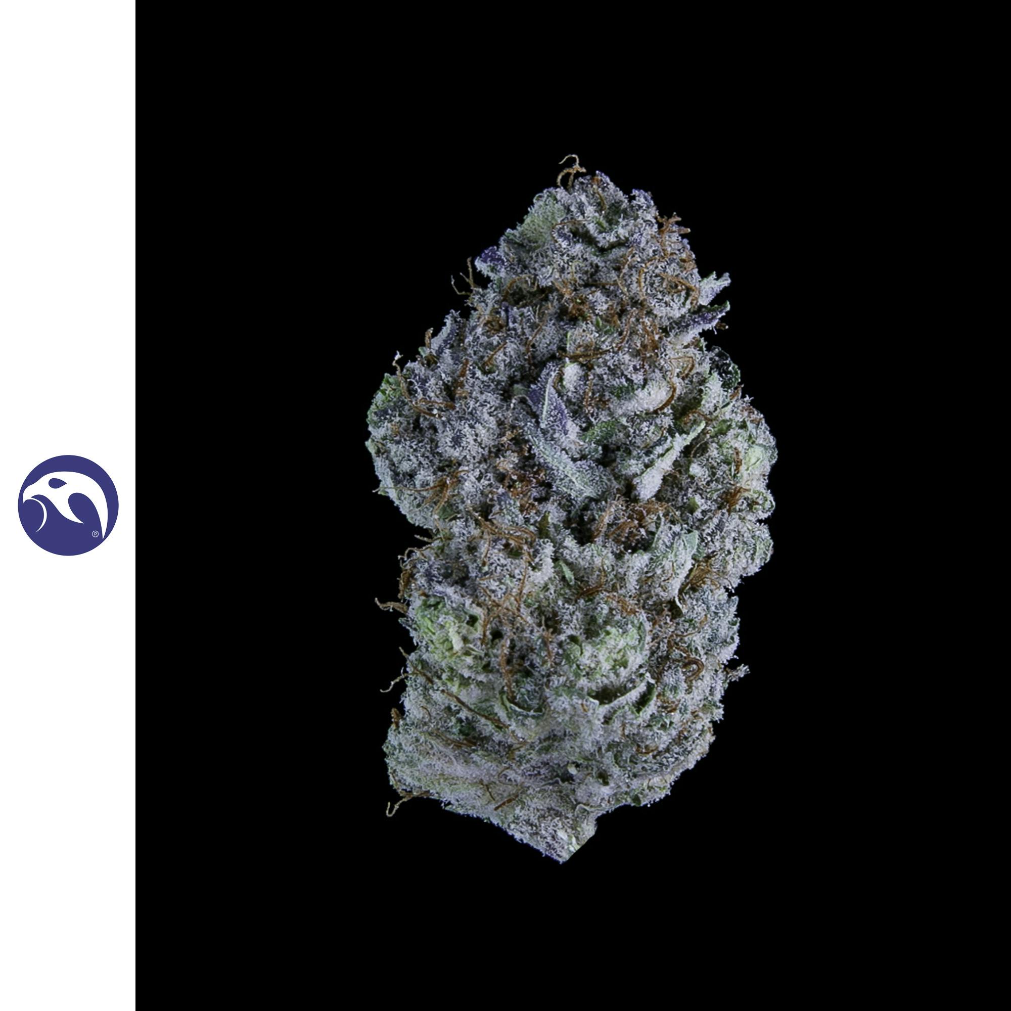Sea Monkey | Falcanna