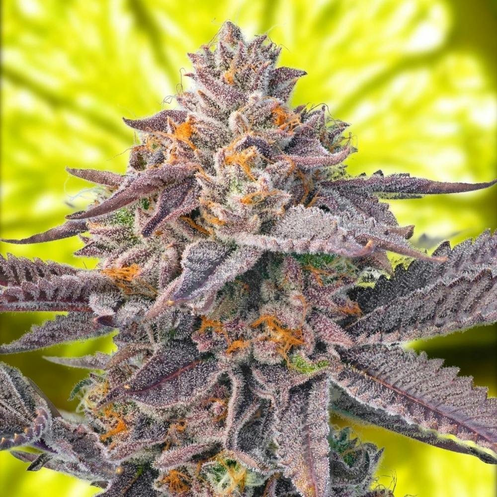 Lemon Strawz | Svin Garden