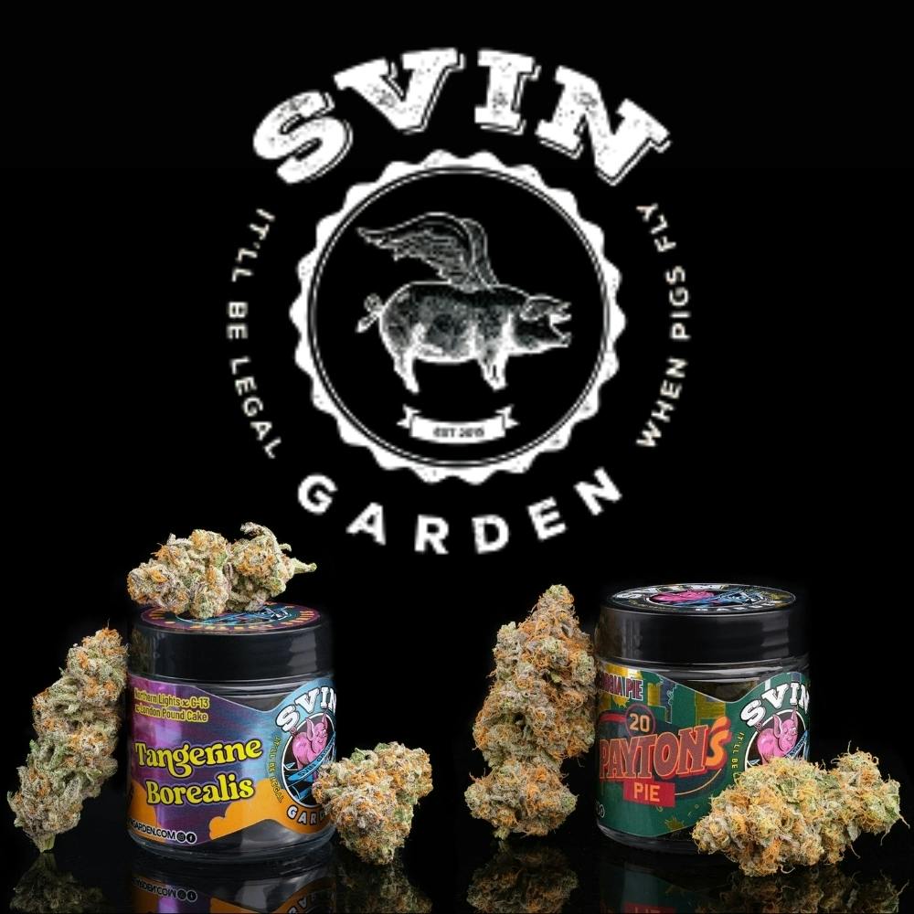 Tangerine Borealis #1 | Svin Garden