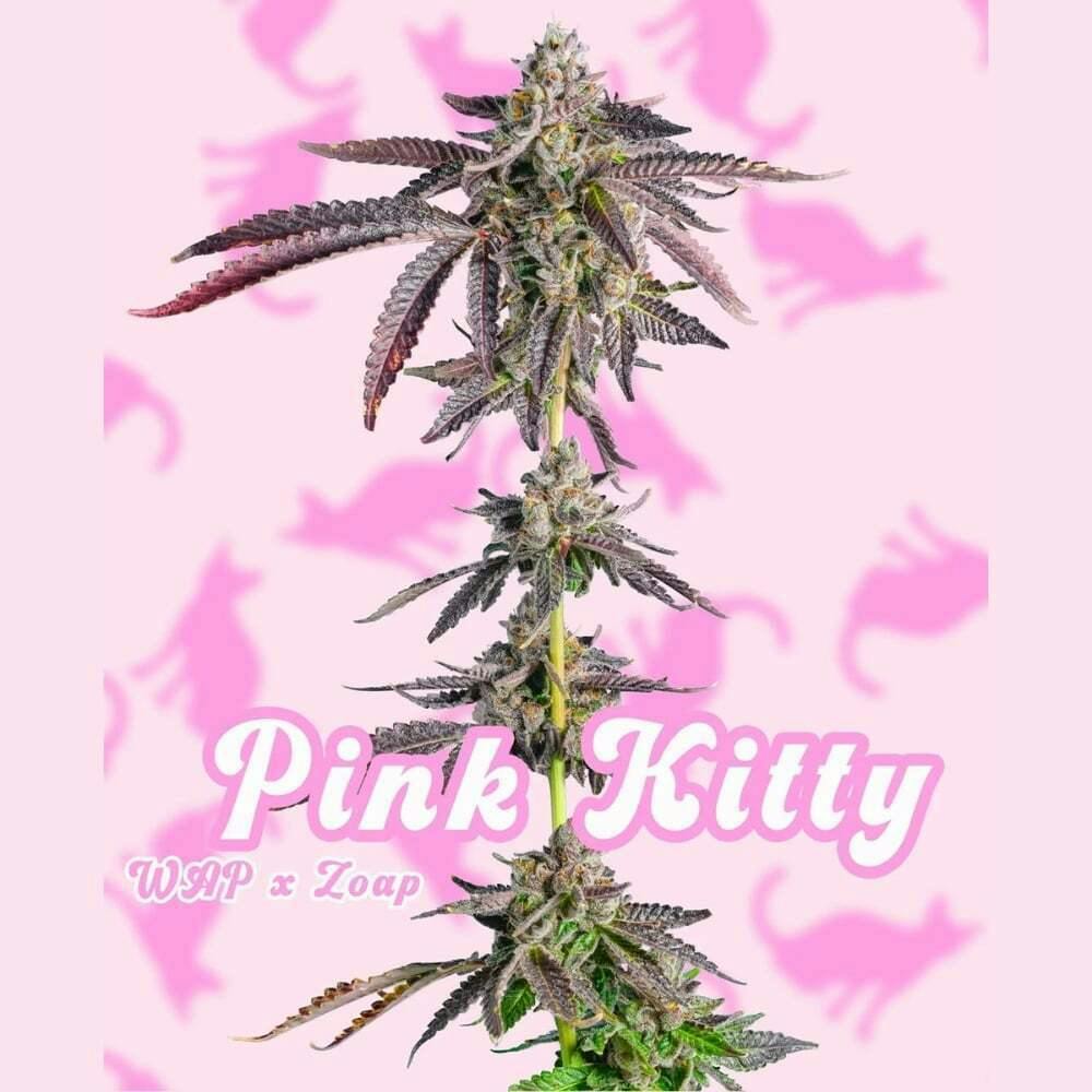 Pink Kitty #2 | Svin Garden