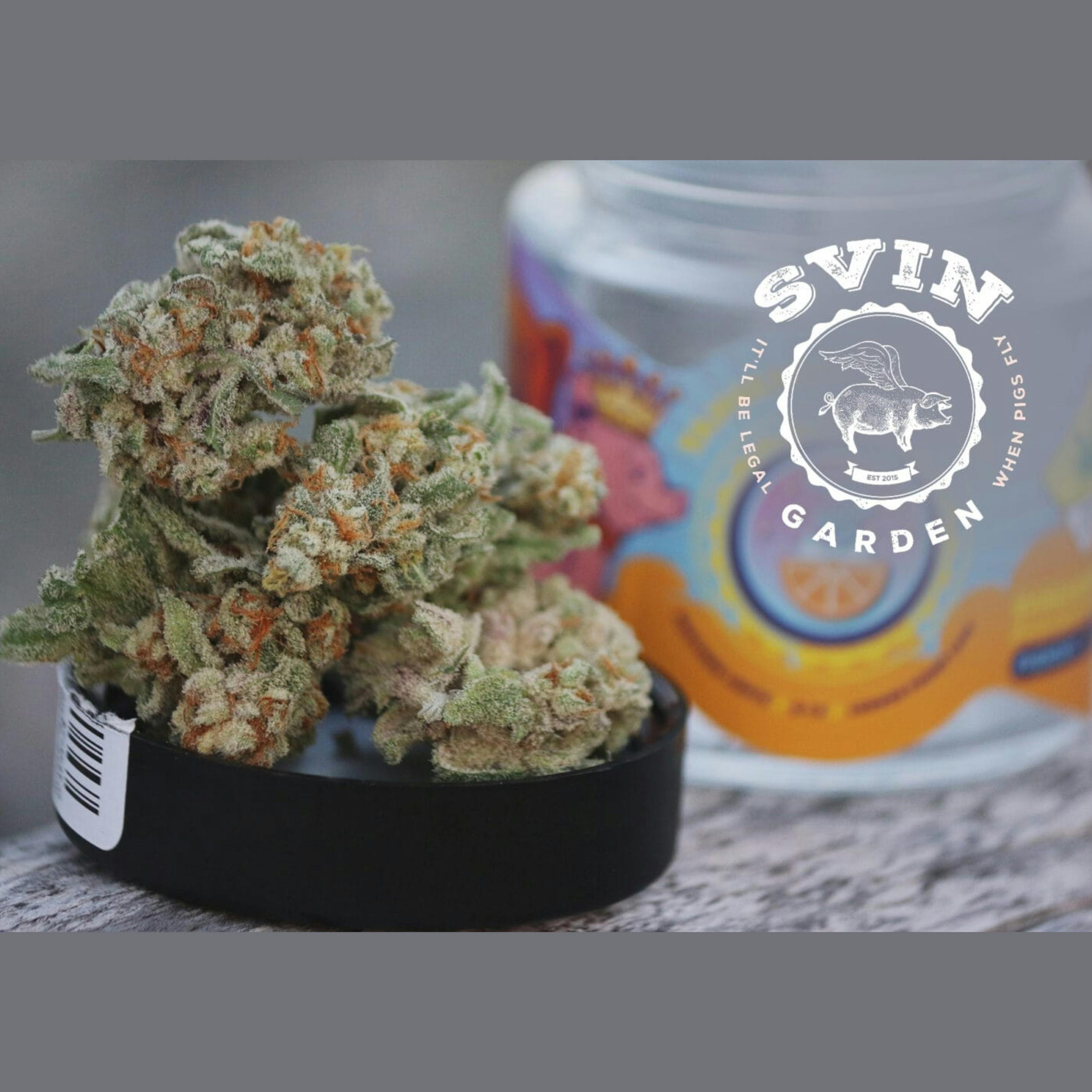 Yemaya #1 | Svin Garden