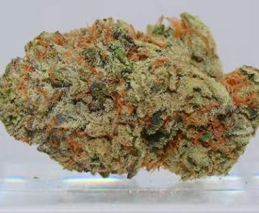 (REC) Hot Rod (Indica)