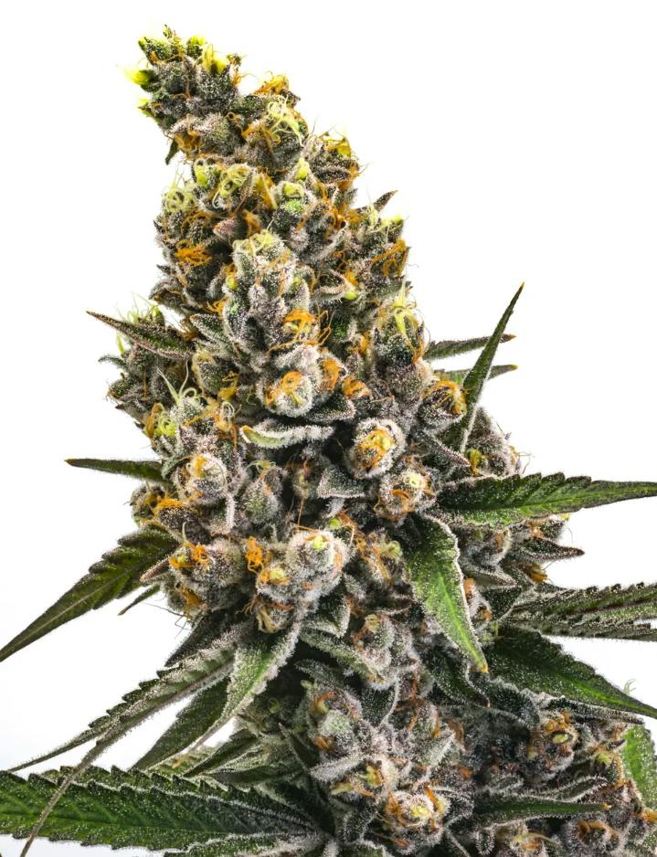 Gold Cash Gold 3.5g - Bar-H