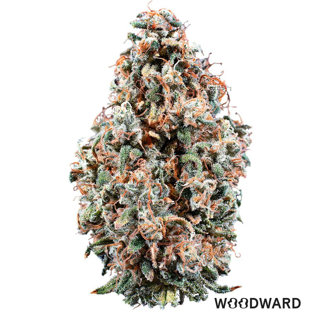Woodward | Cherry Jungle