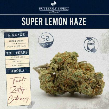 Butterfly Effect Super Lemon Haze 3.5g Sativa Flower at Nectar