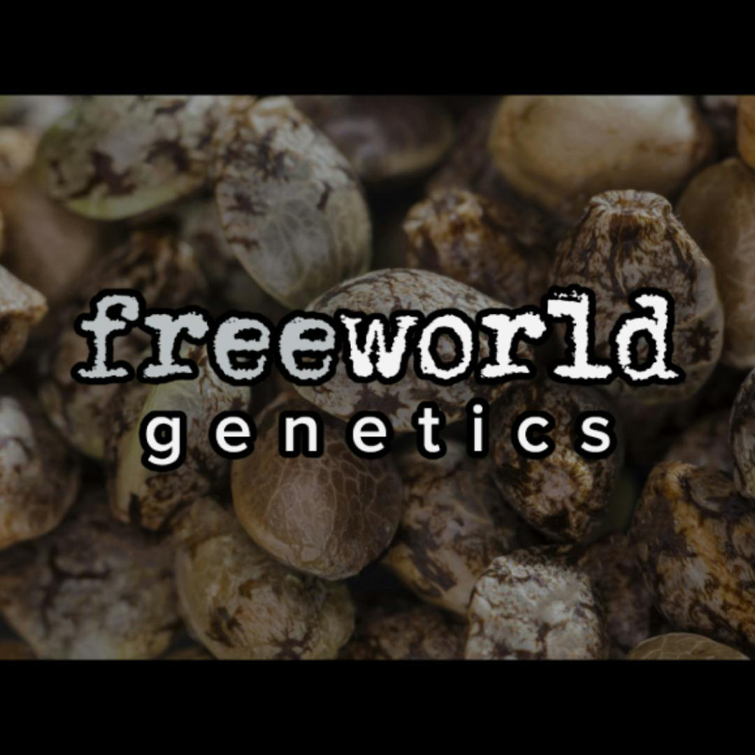 Freeworld Genetics Seeds - Bam Bam Bam 3pk