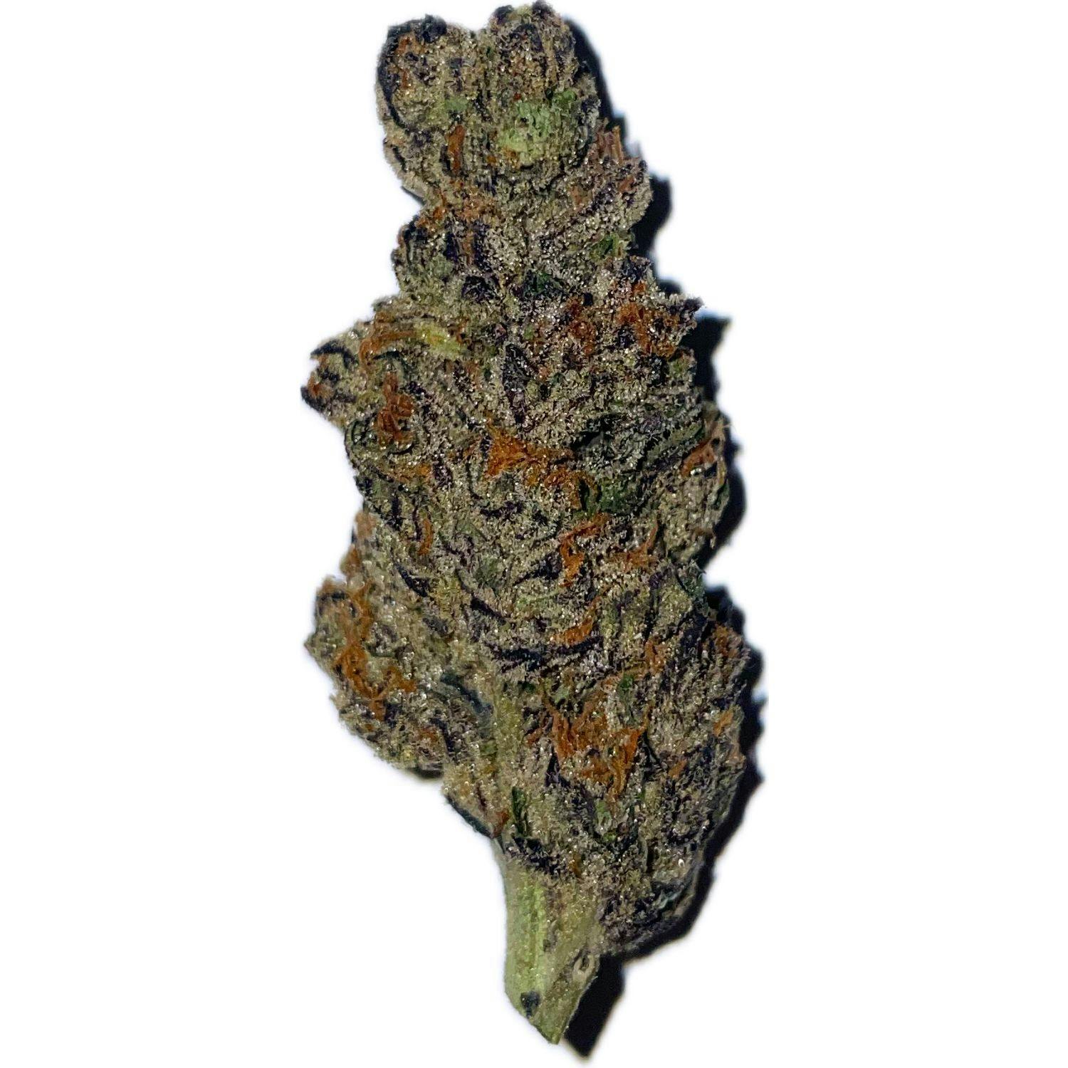 Gelato 41