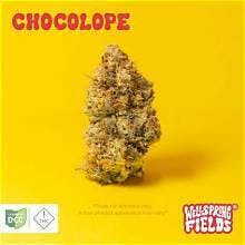 WELLSPRING FIELDS - Chocolope Tier 2 Sativa