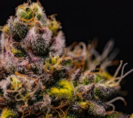High Rollers - Flower - Melted Chocolate (H) - Bulk
