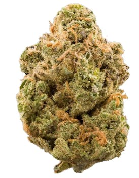 High Rollers - Flower - Banana Hammock OG (iH) - Bulk