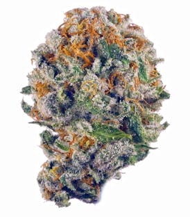 High Rollers - Flower - Lavenade (H) - Bulk