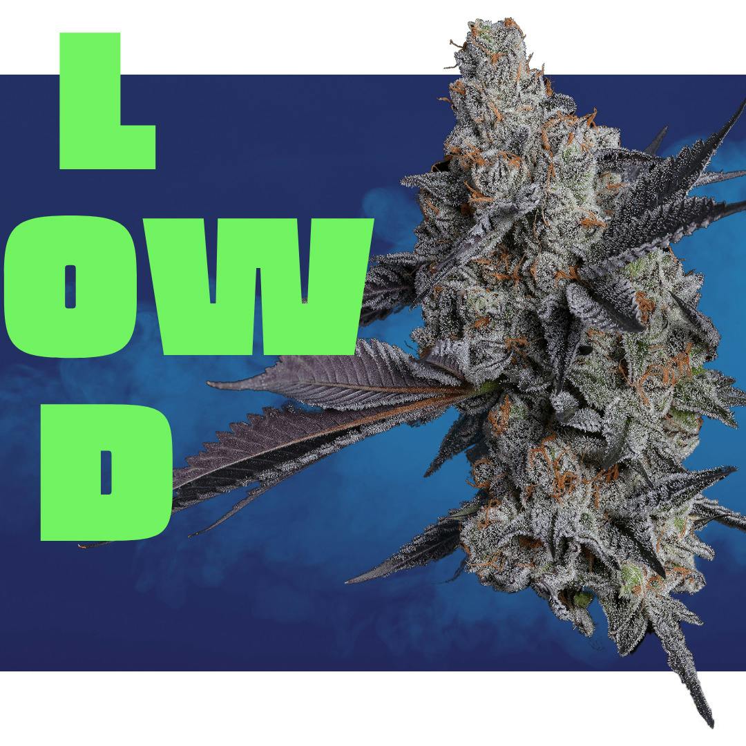 LOWD: Platinum Garlic Cookies