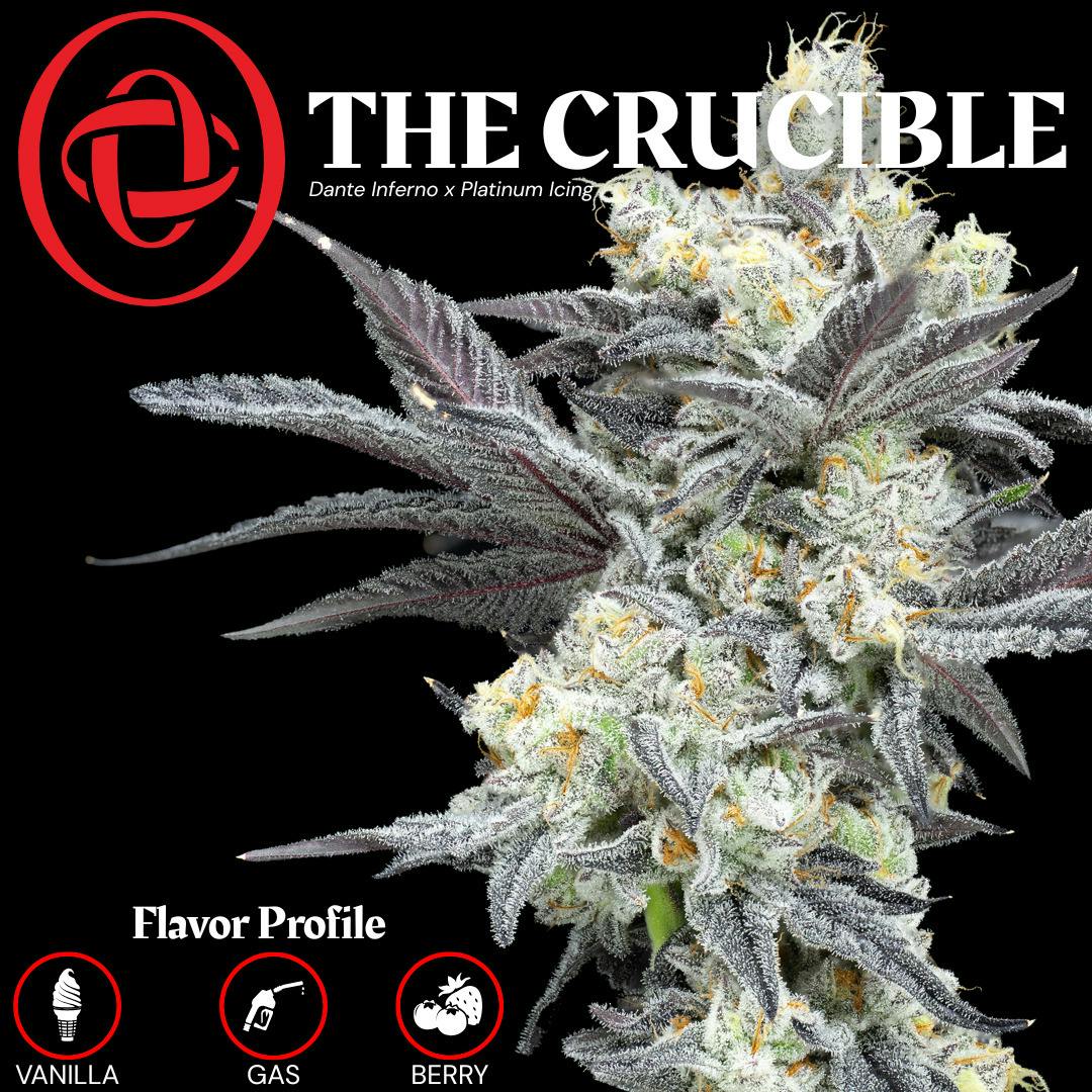 Obseshn: The Crucible - Top Shelf $