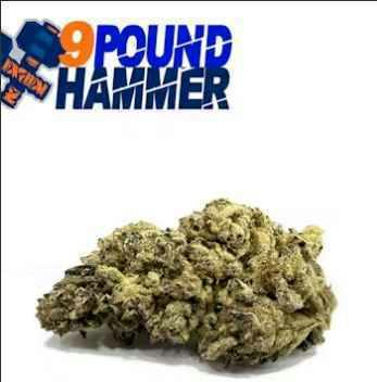 Mecca | 9 Pound Hammer | 7g | I