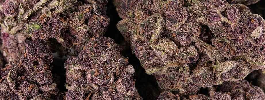 Pacific Stone | Flower | Purple Tangie | S | 14g