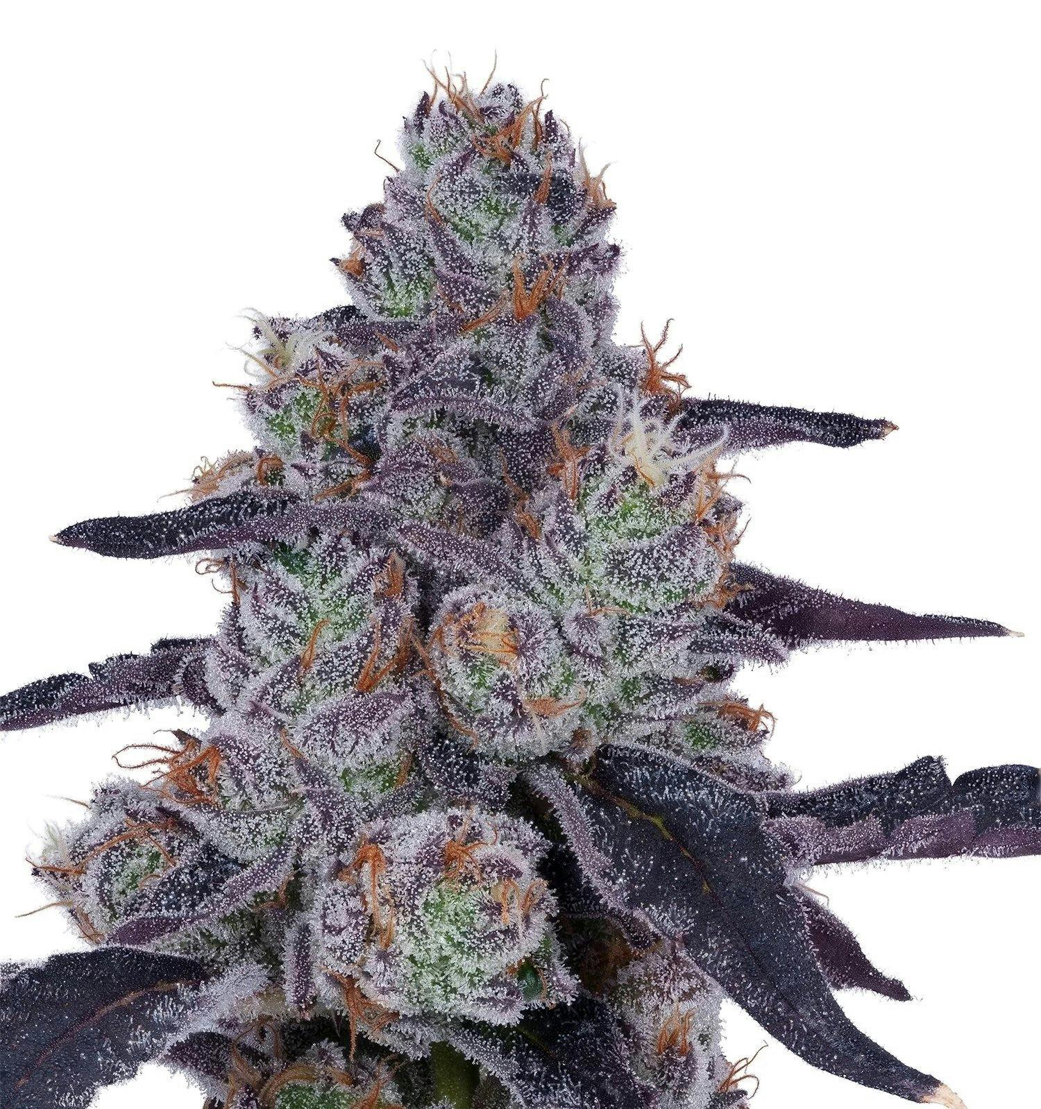 Lumpy's Flowers | Flower | Zero Gravity | H | 7g