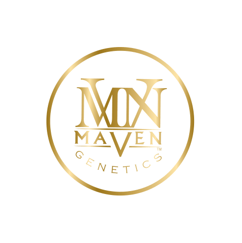 Maven: French Butter Strain