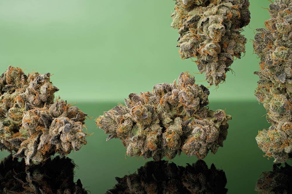 Ms. Scoops: Toad Venom Strain