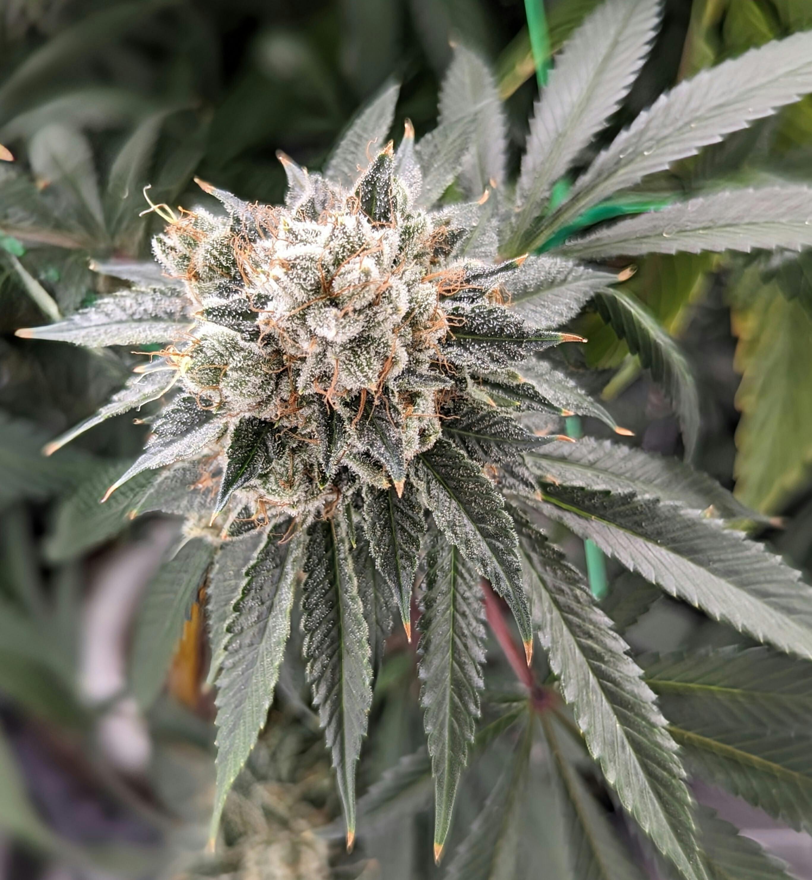 Hercules | Flower | Top Shelf