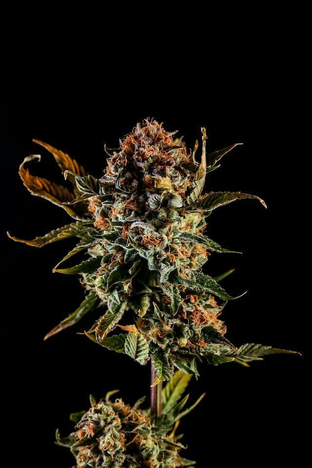 Queen Mother Goji | Flower