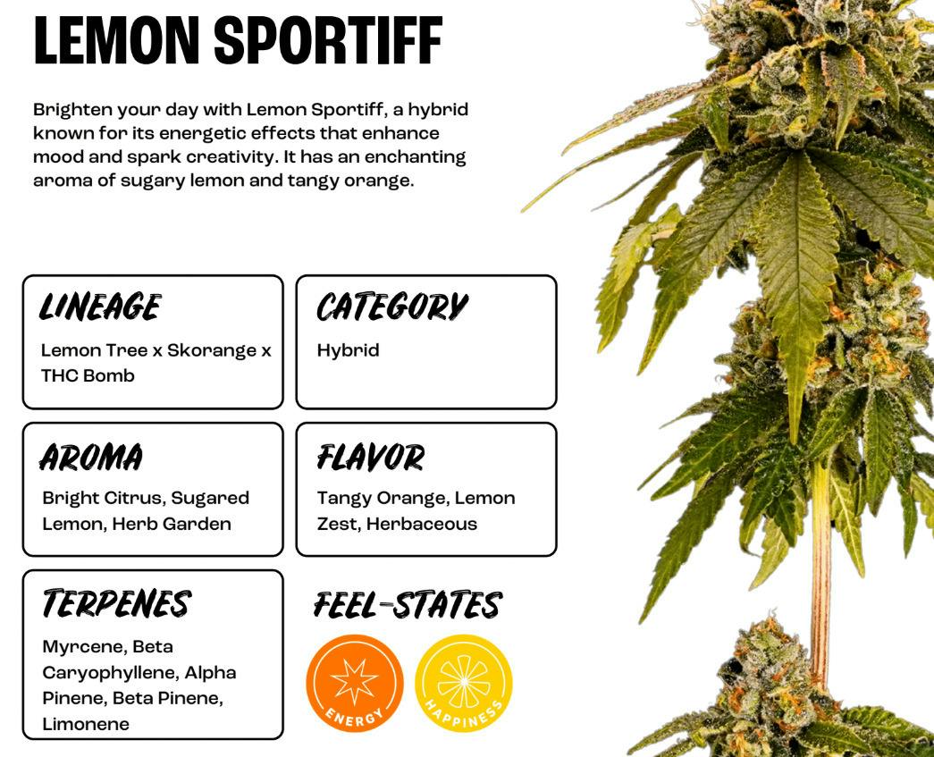 Lemon Sportiff | Popcorn