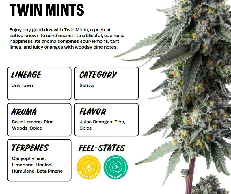 Twin Mints | Popcorn