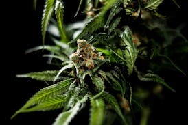 Strawberry Guava | Flower