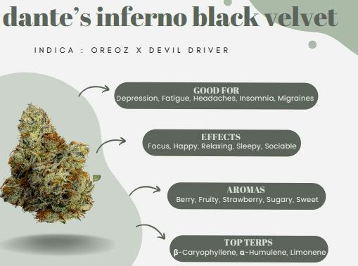 Dante's Inferno Black Velvet | Flower