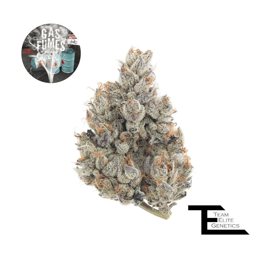 Gas Fumes 3.5g