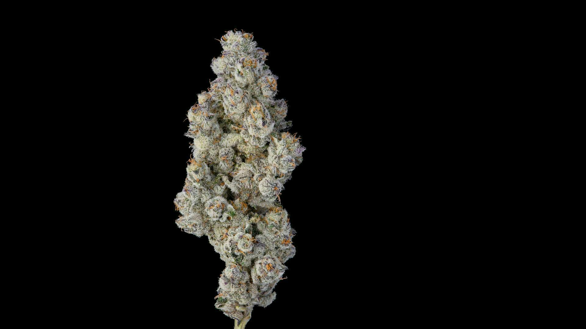 UMMA - Blue Lobster 3.5g - 1 gram