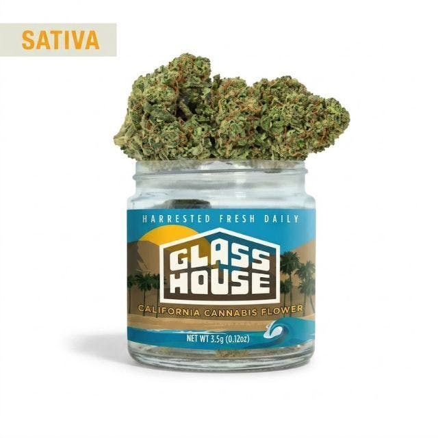 SCATTERBRAIN: Scatterbrain 3.5g Flower