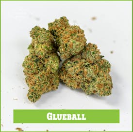 BONSAI | Glueball