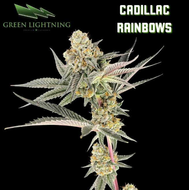 CADILLAC RAINBOWS | 7G | SMALLS