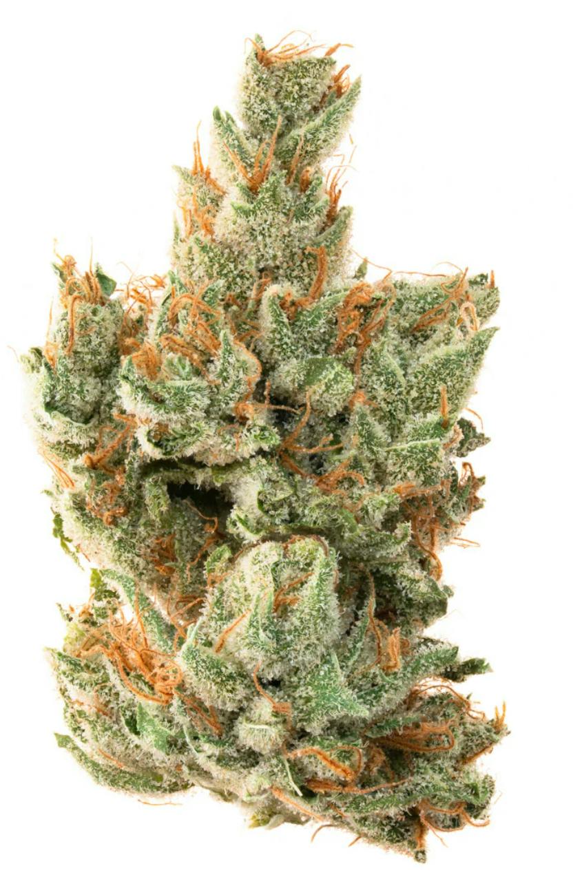Pruf Cultivar Kosher Kush