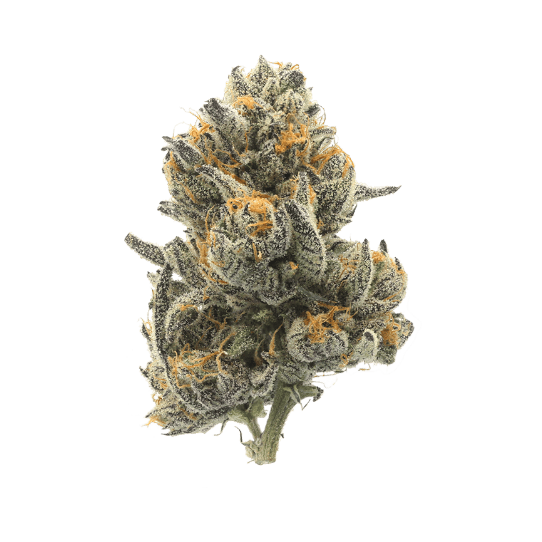 Pruf Cultivar: Piescream #8
