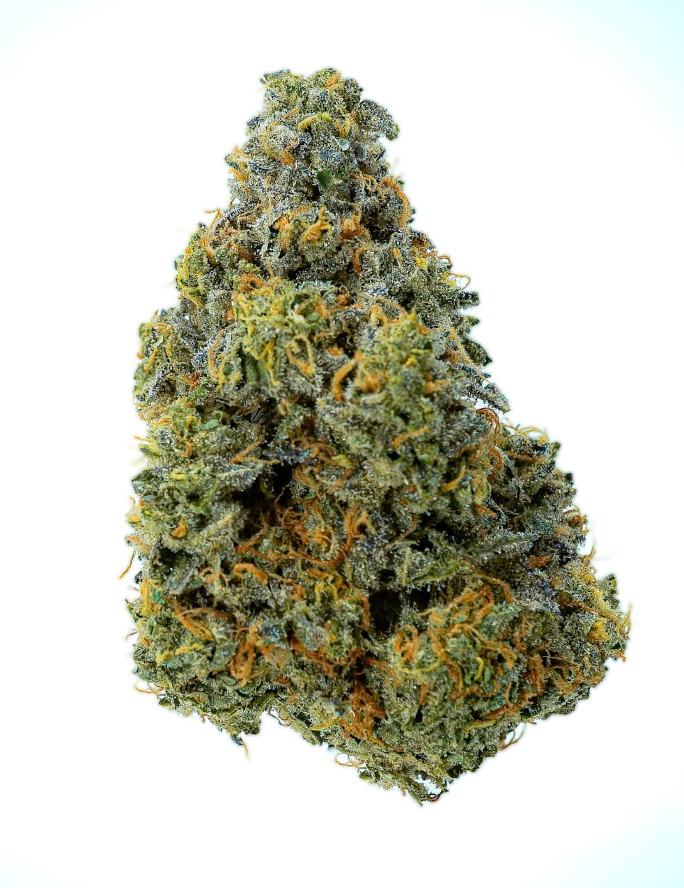Pruf Cultivar: Pruf Cultivar oZai