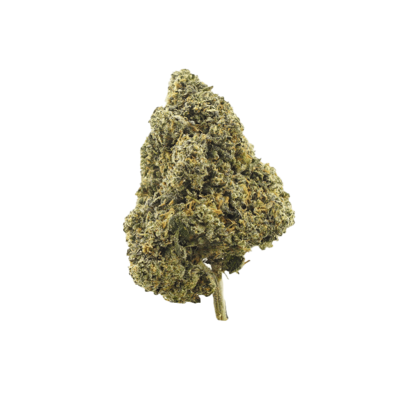 Pruf Cultivar: Gelato 33