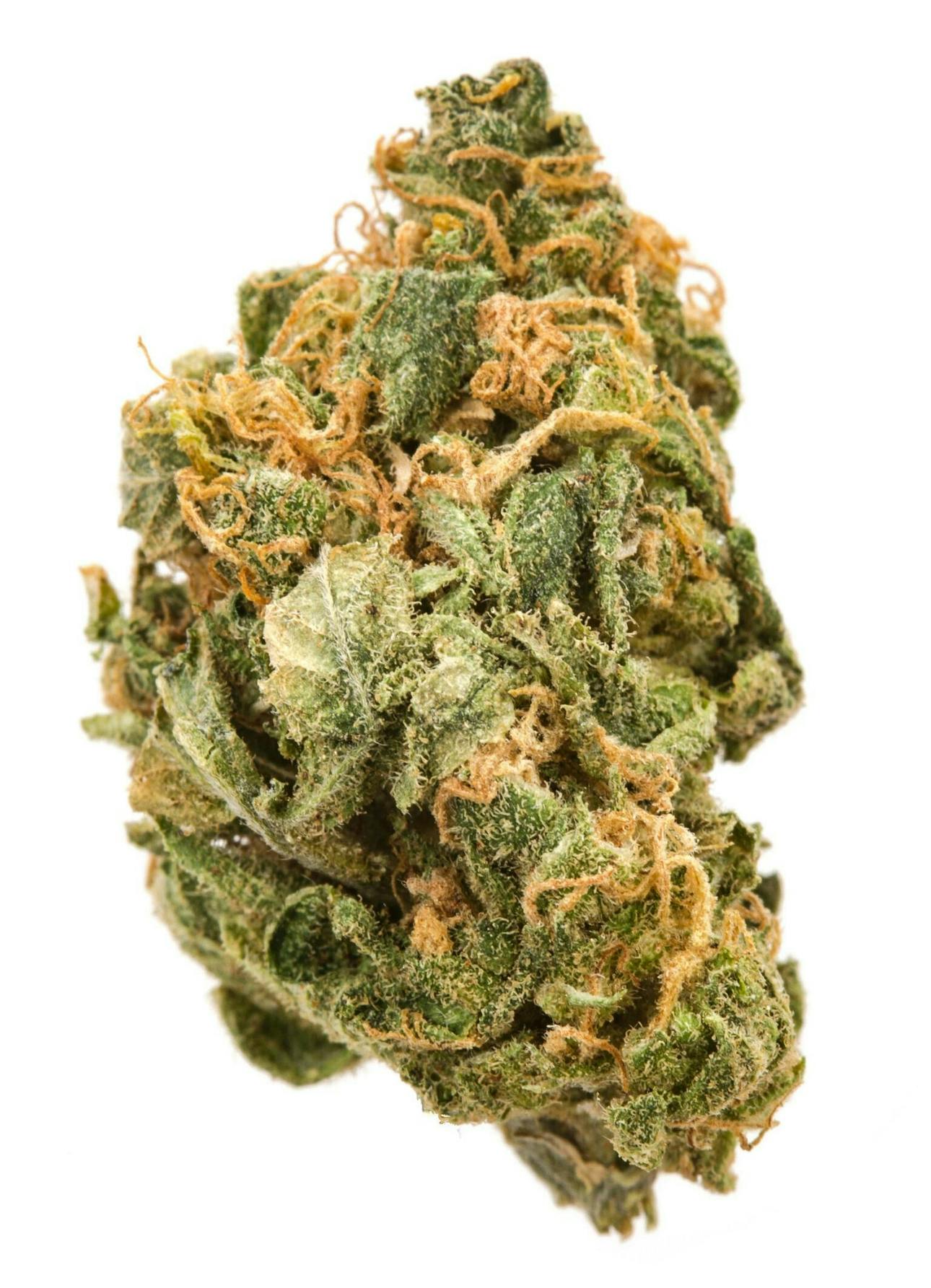 Pruf Cultivar: Pruf Cultivar Kaizen