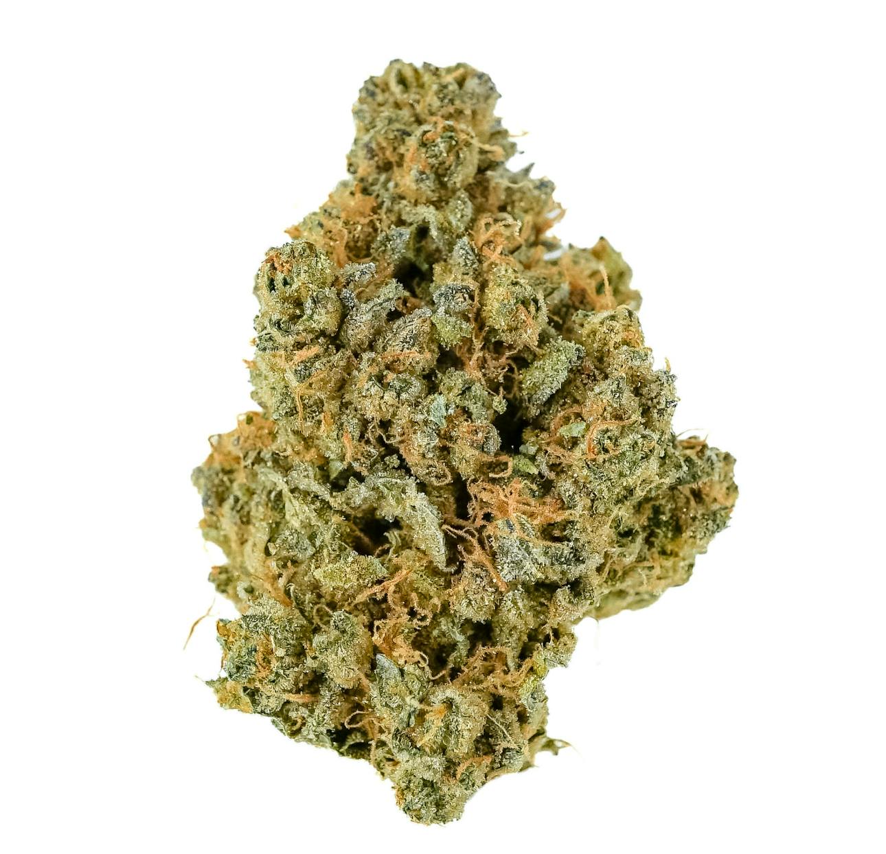 Pruf Cultivar Prodigy: Pruf Cultivar Prodigy #10