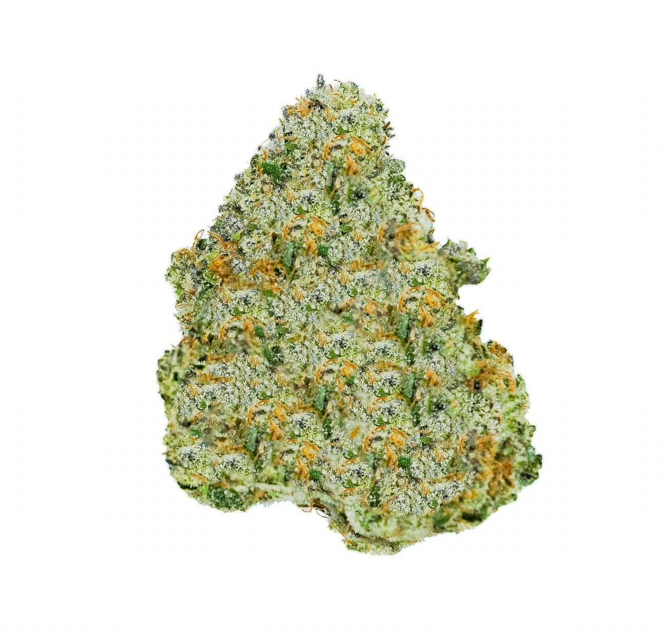Excolo: Oregon MAC