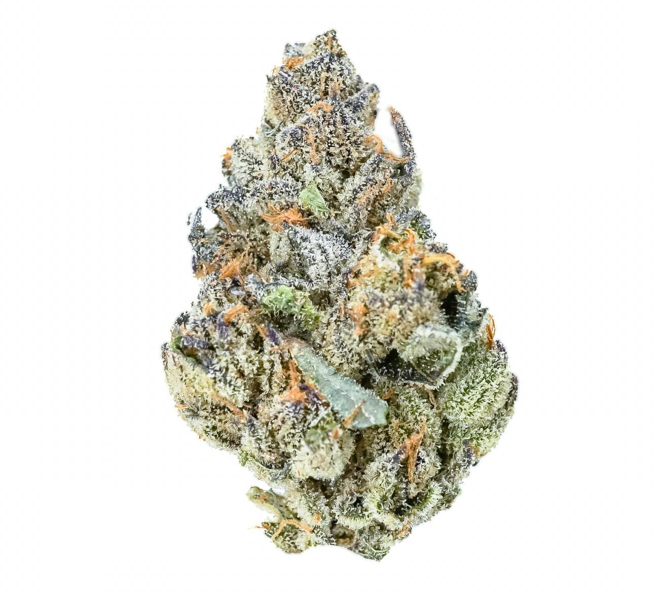 Pruf Cultivar: Electric Blue #5
