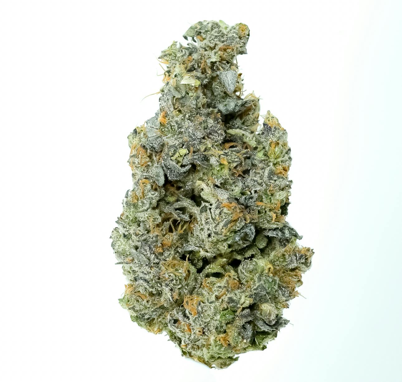 Pruf Cultivar: Piescream #13