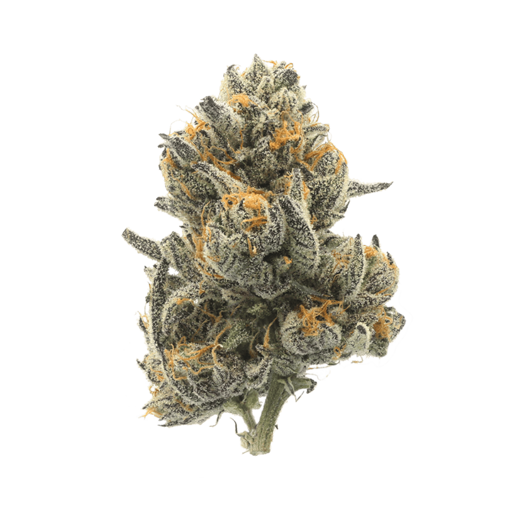 Pruf Cultivar Piescream #8