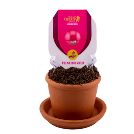 Granddaddy Purple Feminized | 3pk Seeds