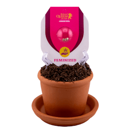 Sundae Driver Feminized | 3pk Seeds