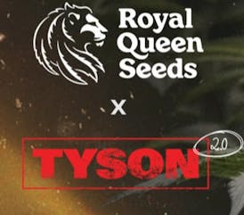 Tyson Seeds Gelato 44 | 3pk Feminized