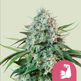 Hulkberry | 3pk Seeds