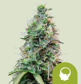 Amnesia Haze | 3pk Seeds