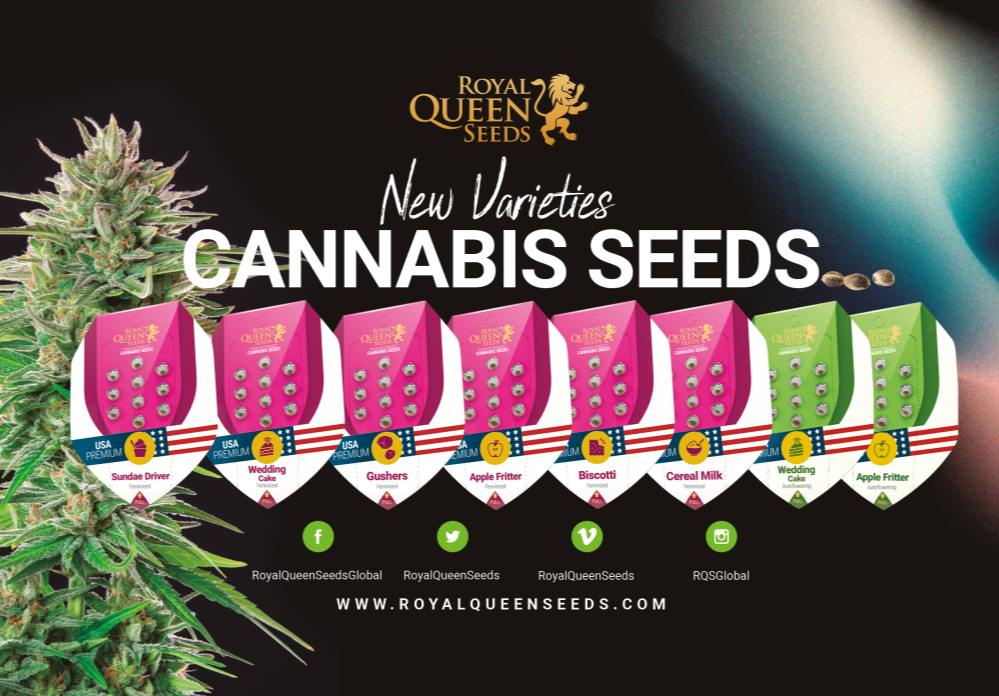 Biscotti | 3pk Feminized Seeds