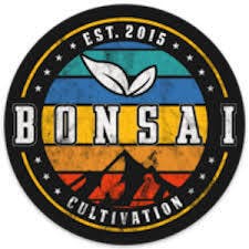 Bonsai | 2pk Minis - Creativity